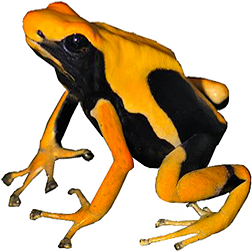 Giant Orange Dart Frog